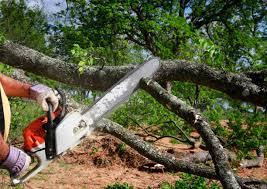 Best Leaf Removal  in Sparta, NC